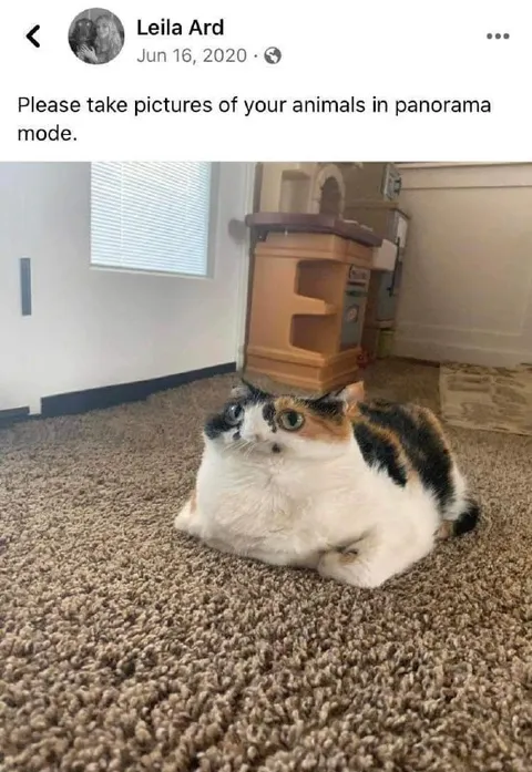 Cat in Panorama Mode