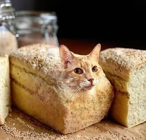 Кот в буханке хлеба