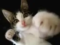 Технологический прогресс котов