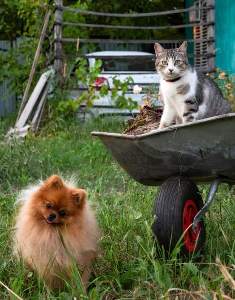 Кот и шпиц в тележке