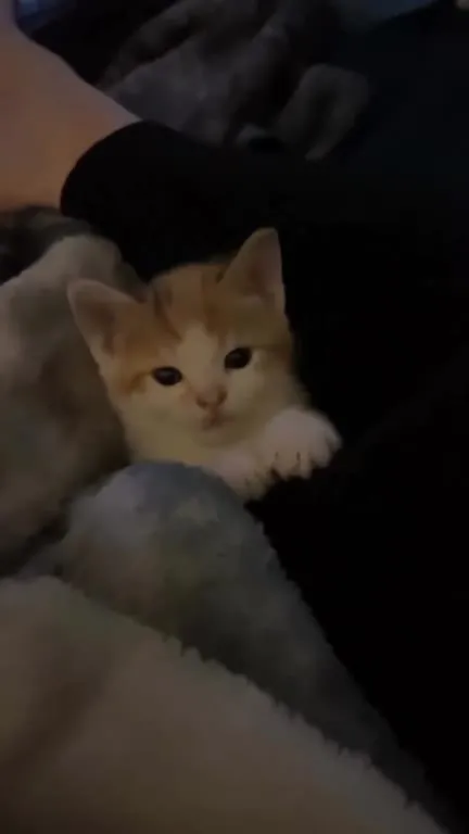 Котик исчезает в темноте