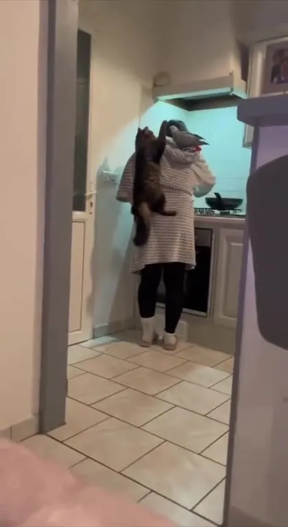 Кот и птица на хозяйке