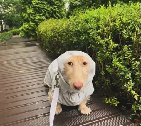 Собака в защитном костюме