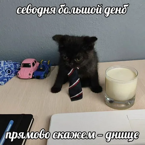Большой день у котёнка