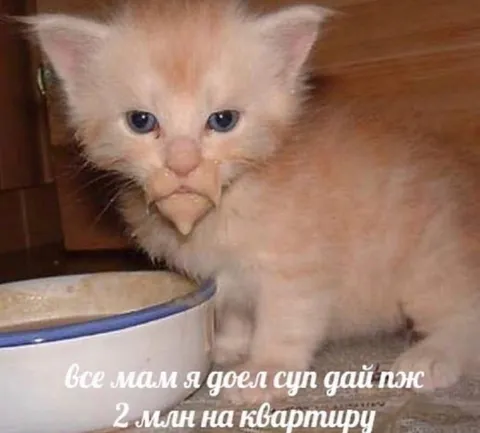 Кот доел суп и просит квартиру