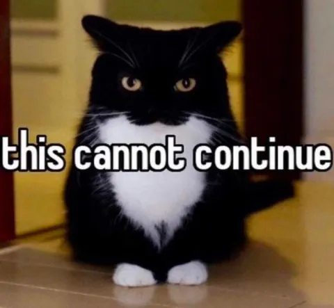 This Cannot Continue Cat