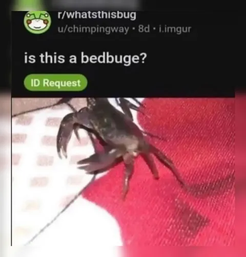 Is This a Bedbuge?