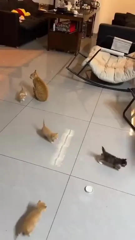 Котята бегут за человеком
