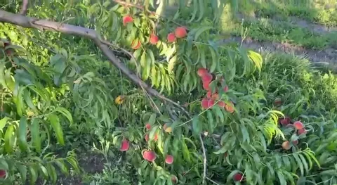 Избыточный урожай ломает ветку