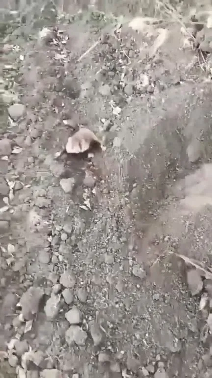 Хомяк убегает по камням