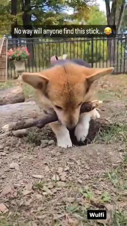 Corgi Hides a Giant Stick