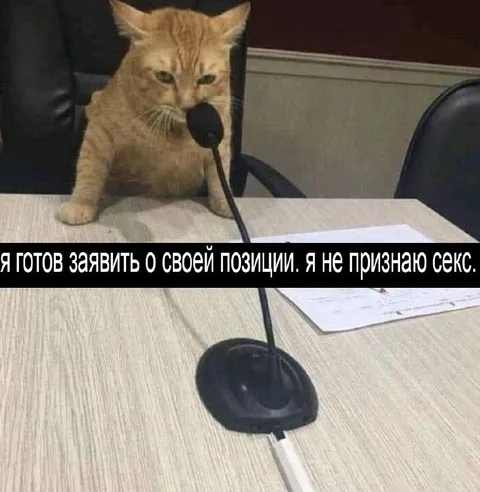 Кот заявляет о своей позиции