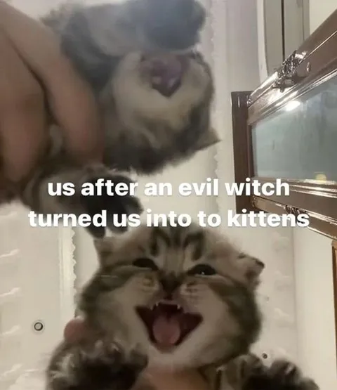 Evil Witch Turned Us Into Kittens