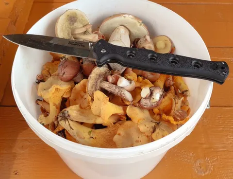 Mushrooms and a Knife