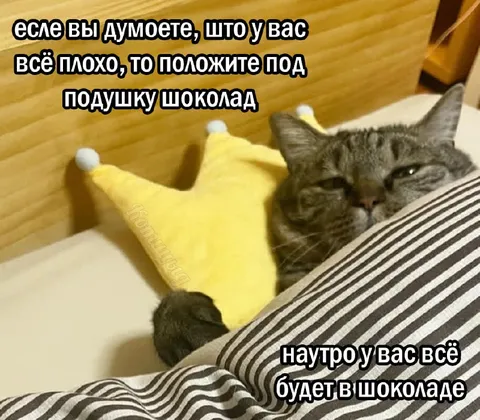 Кот и шоколад под подушкой