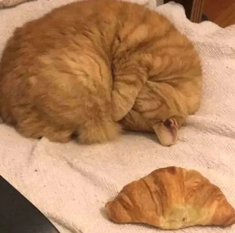 Кот и круассан