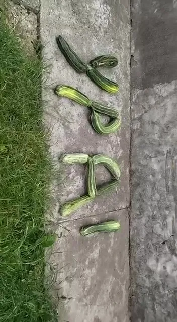Кабачки на бетоне