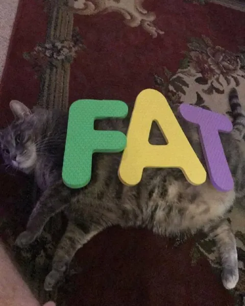 Fat Cat Under Letters