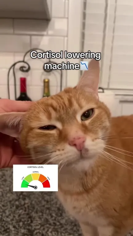 Cortisol Lowering Cat