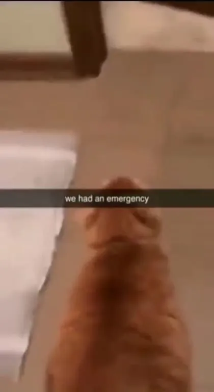 We Had an Emergency Cat