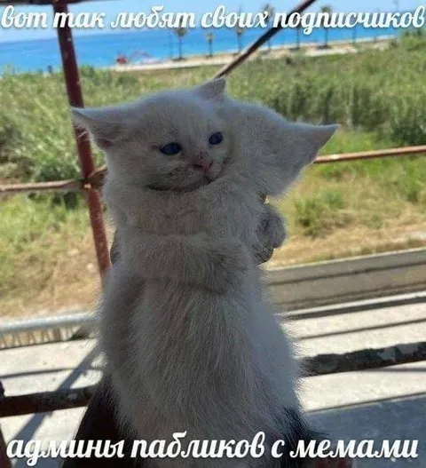 Админы любят подписчиков