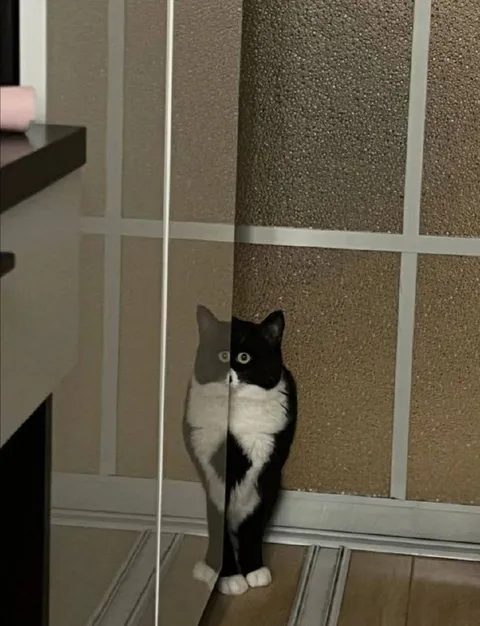 Кот, который всё видит