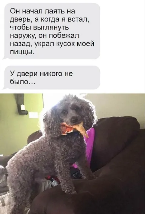 Собака украла кусок пиццы