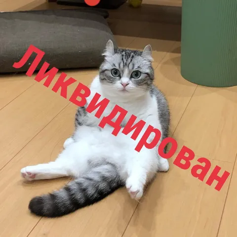 Ликвидирован кот