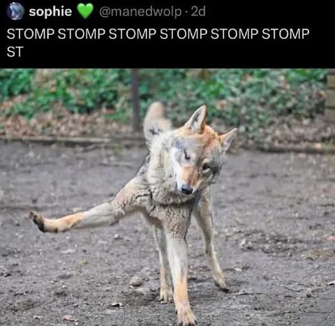 Stomp Stomp Stomp Wolf