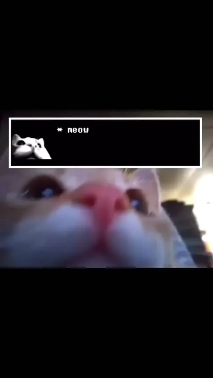 Tiny Cat Says Meow