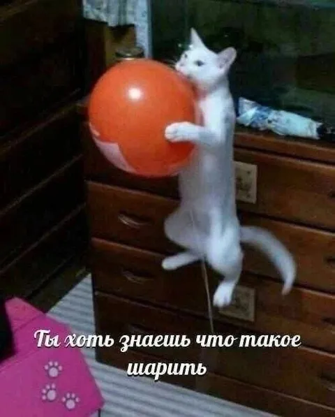 Кот пытается шарить за шарик