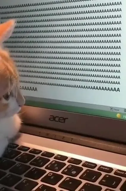 Cat Watches the AAAAAAAAA