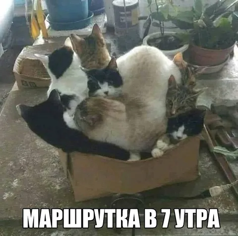 Маршрутка в семь утра