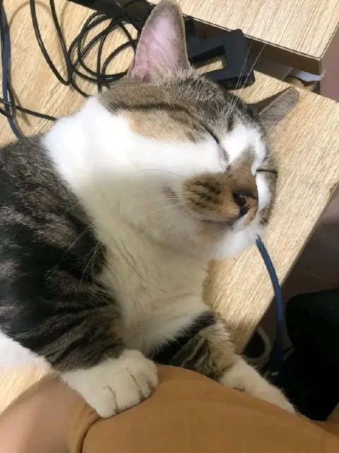 Сонный кот на руках