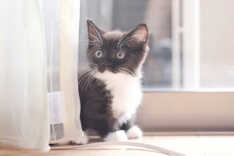Котёнок выглядывает из-за занавески
