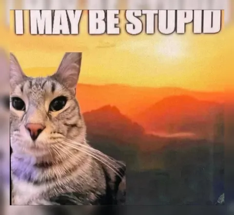 I May Be Stupid Cat