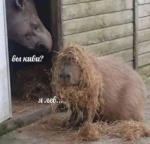 Вы киви? Я лев