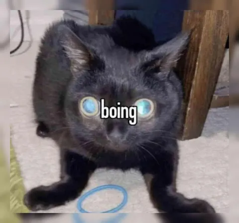 Wide-Eyed Cat Boing