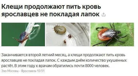 Клещи продолжают пить кровь ярославцев