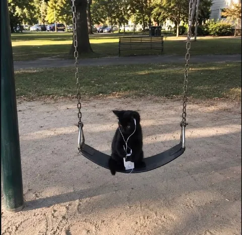 Кот на качелях с наушниками