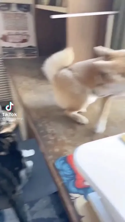 Dog Blames the Cat