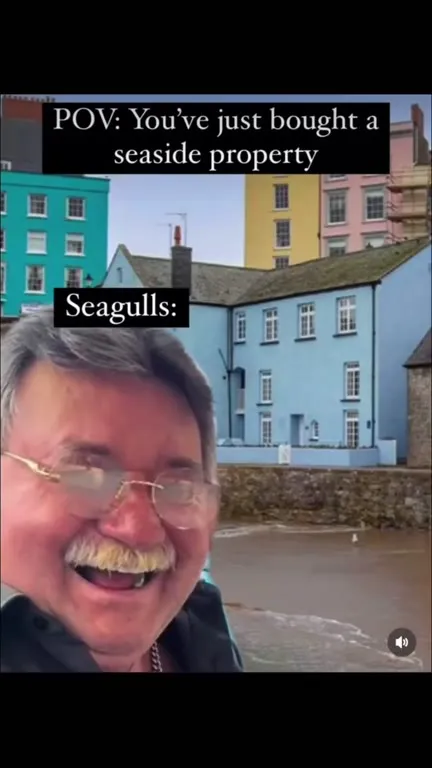 Seagulls Bought the Seaside