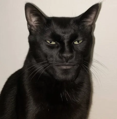 Чёрный кот с осуждающим взглядом