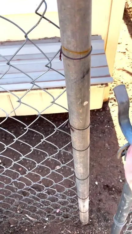 Chicken Nesting on a Monster Can