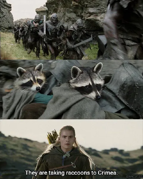They Are Taking Raccoons to Crimea