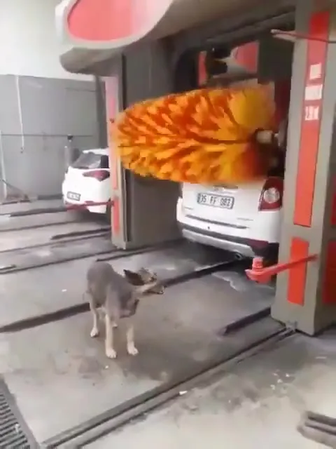 Собака сбежала из автомойки