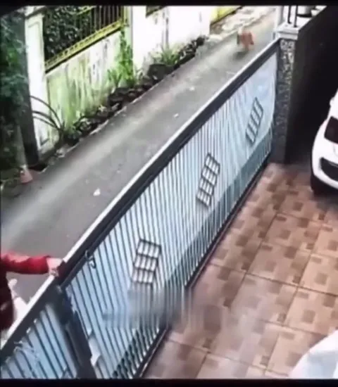 Погоня за собакой у ворот