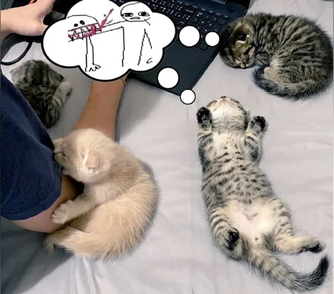 Котята думают о драке