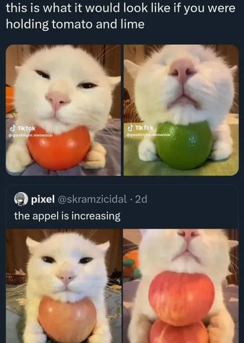 Cat Holding Increasing Fruit