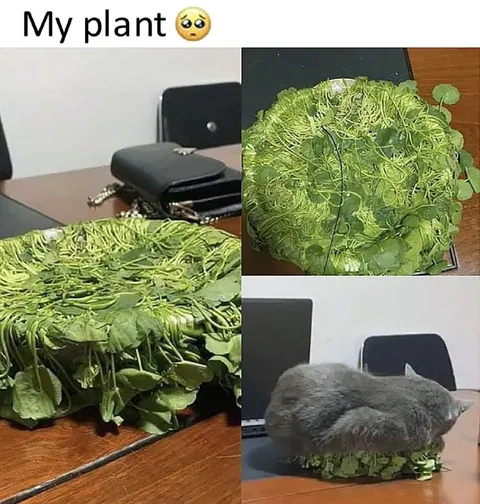 Cat Protects My Plant